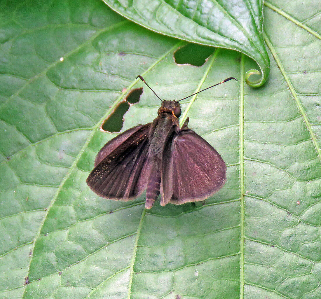 Image de Mnasitheus chrysophrys Mabille 1891