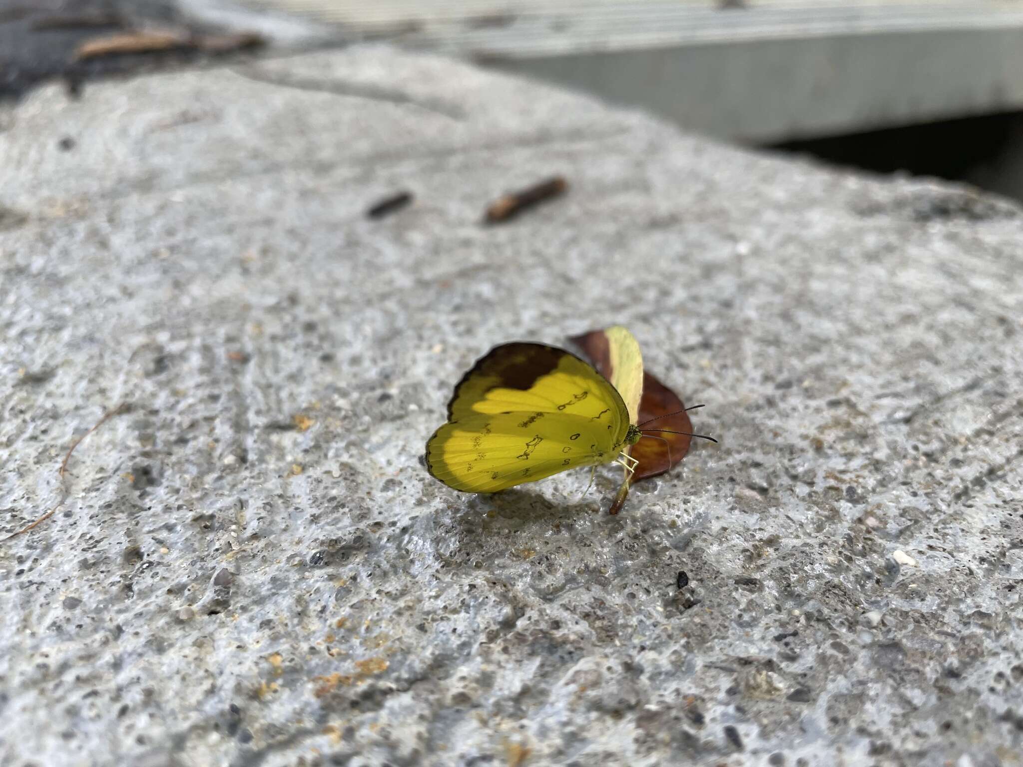 Image of Eurema simulatrix (Staudinger 1891)