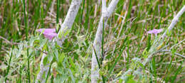 Слика од Ipomoea sagittata Poir.