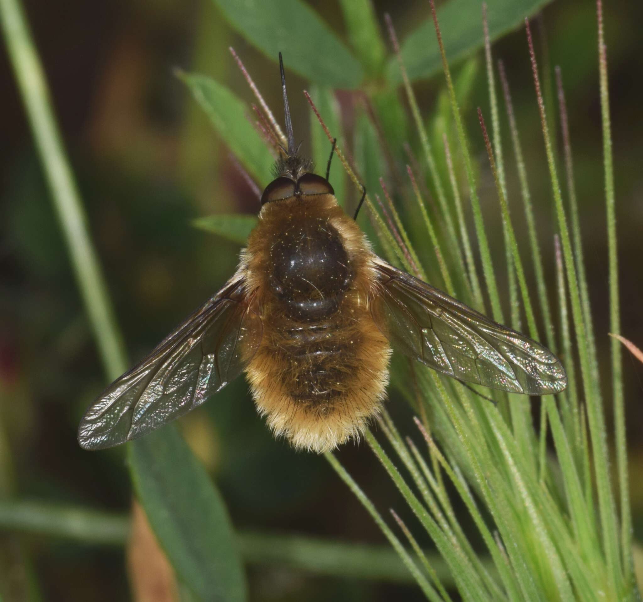 Image of Systoechus ctenopterus (Mikan 1976)