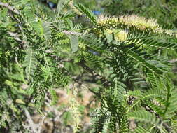 Image of Prosopis calderensis