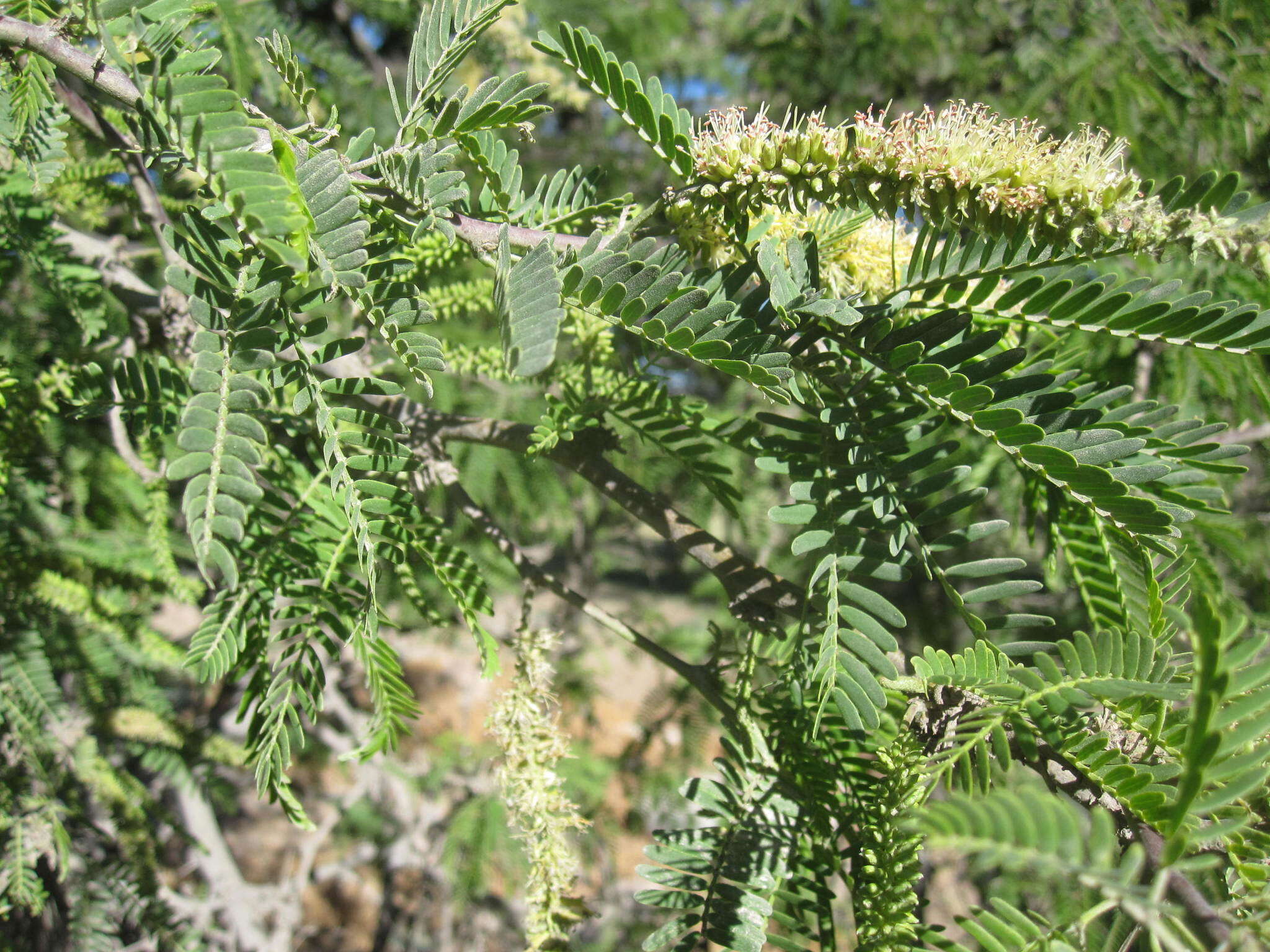 Image of Prosopis calderensis