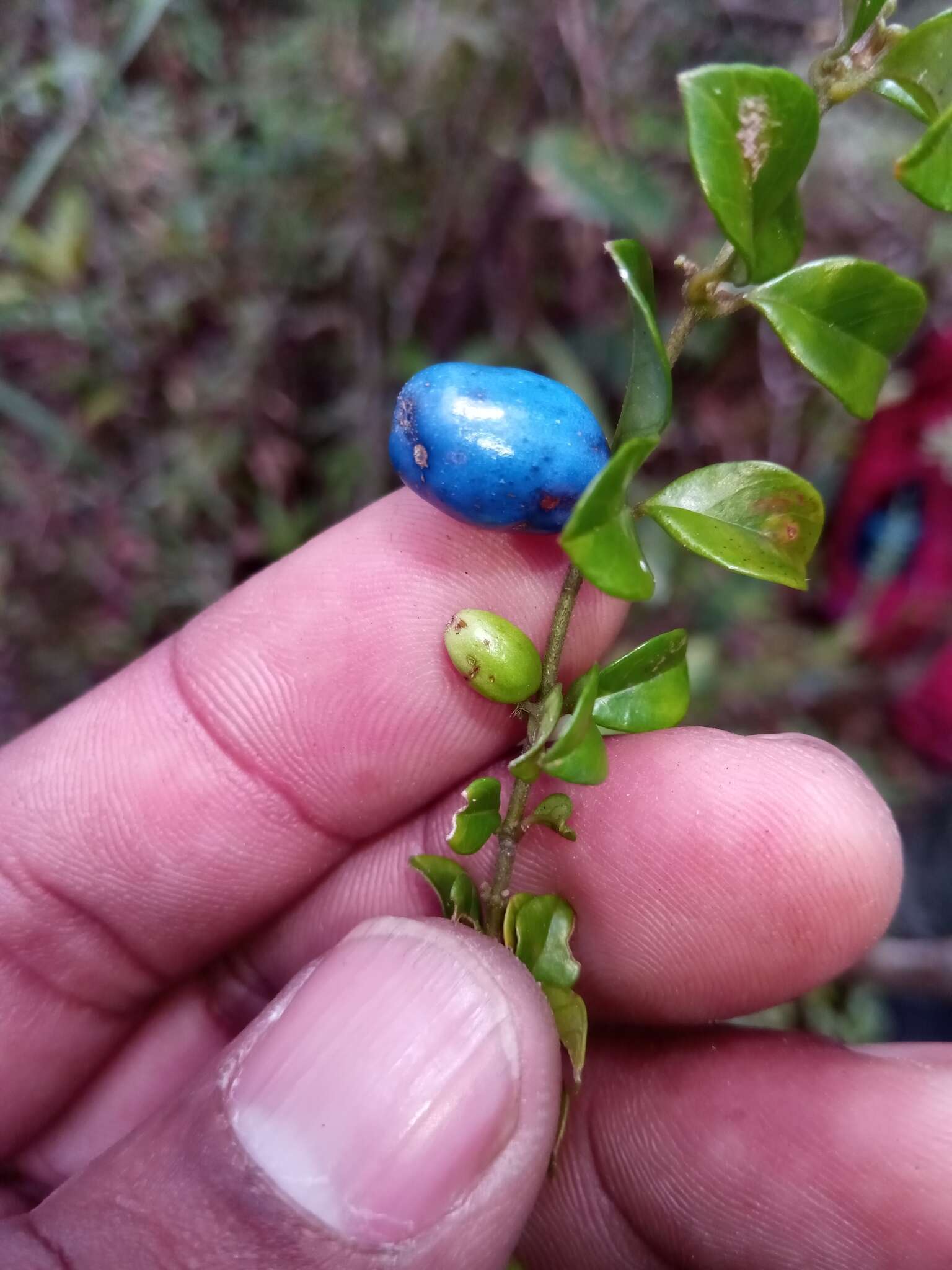 Saldinia myrtilloides Bremek. resmi