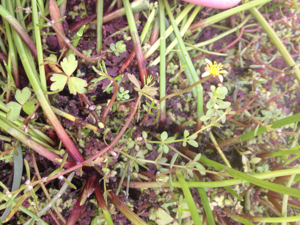 Image of Ranunculus amphitrichus Colenso