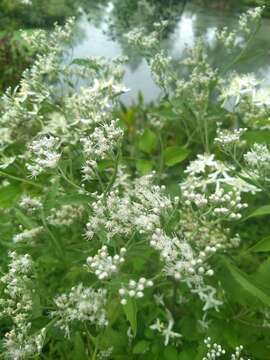 Image of annual ragweed