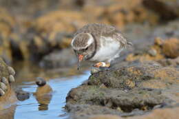 Image of Shore Dotterel