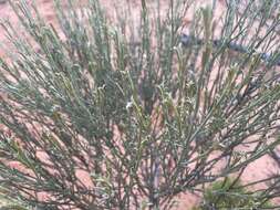 صورة Eremophila scoparia (R. Br.) F. Muell.