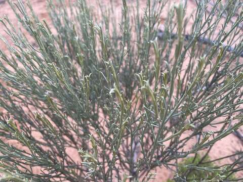 Image of Eremophila scoparia (R. Br.) F. Muell.