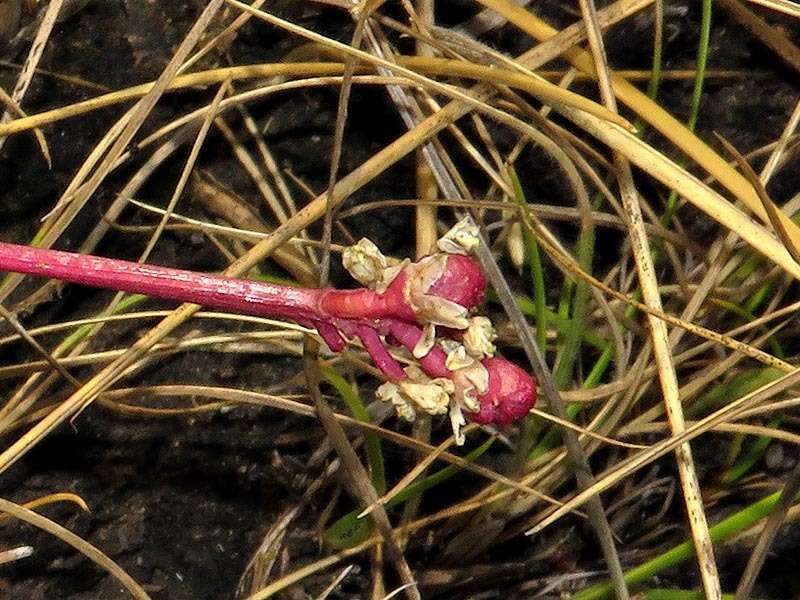 Imagem de Drimiopsis comptonii U. Müll.-Doblies & D. Müll.-Doblies