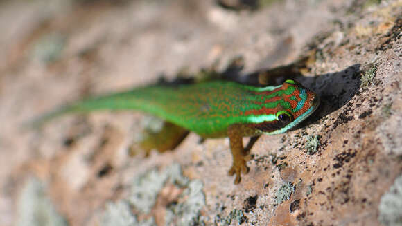 Image of Reunion Island ornate day gecko