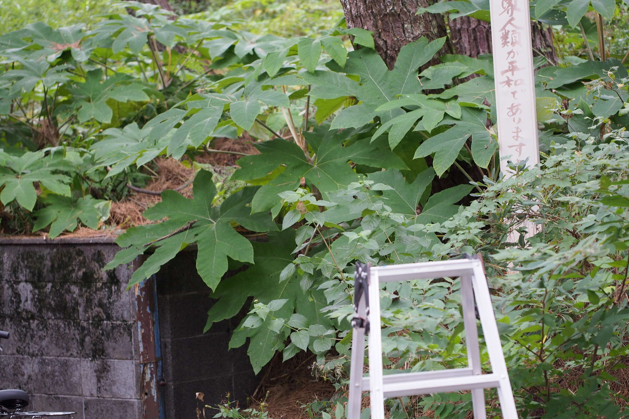 Image of tetrapanax