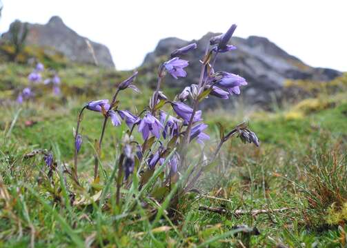 Image of Gentianella rapunculoides (Willd. ex Schultes) J. S. Pringle