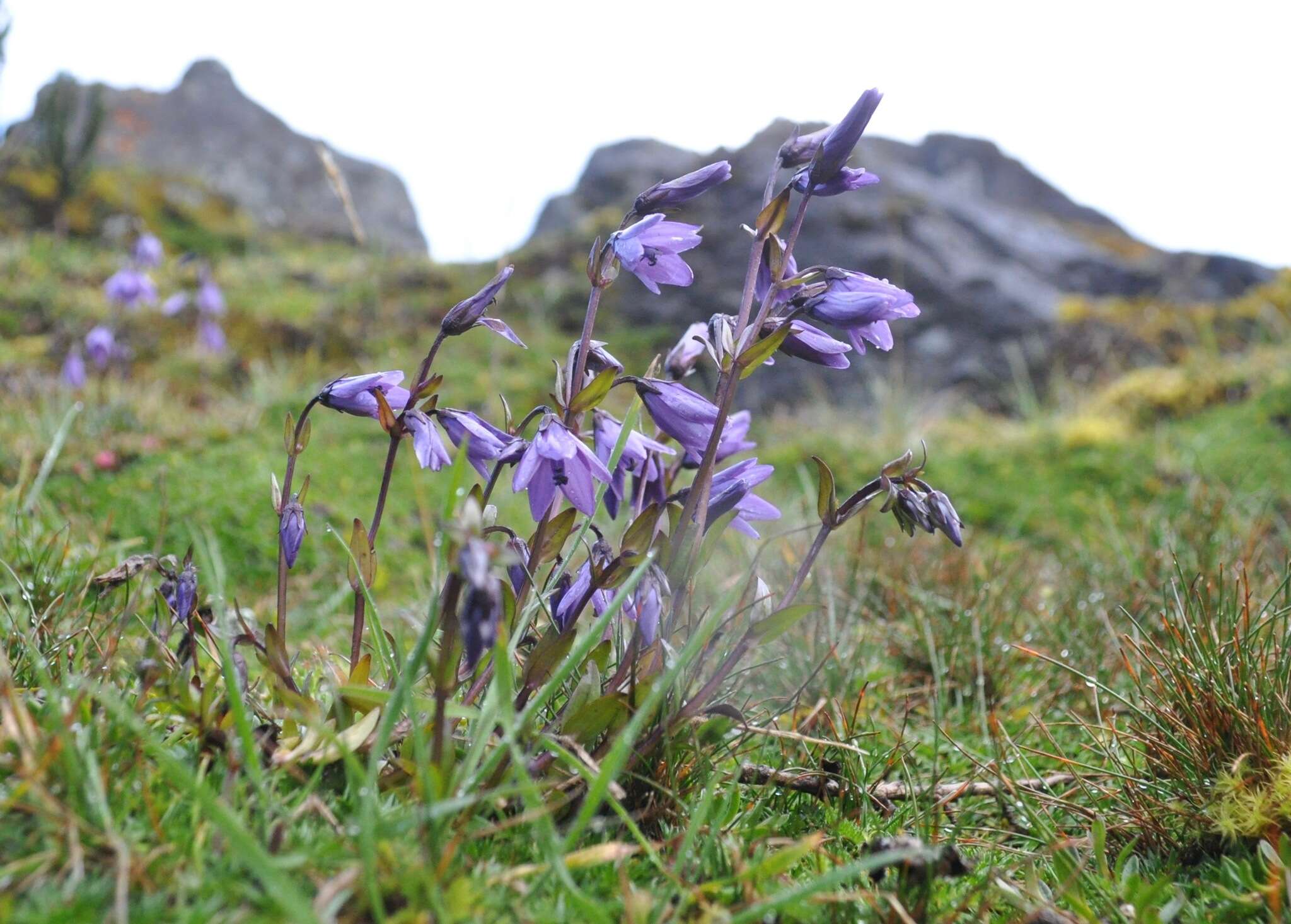 صورة Gentianella rapunculoides (Willd. ex Schultes) J. S. Pringle