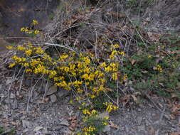 Image of hairy greenweed