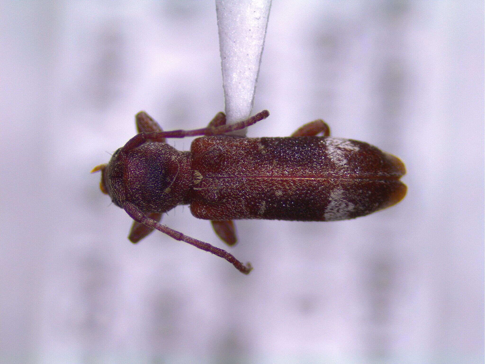 Image of Psenocerus