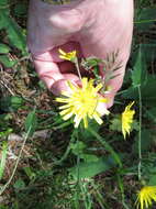 Image of Pilosella caespitosa (Dumort.) P. D. Sell & C. West