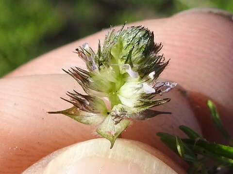 Image of sixweeks prairie clover