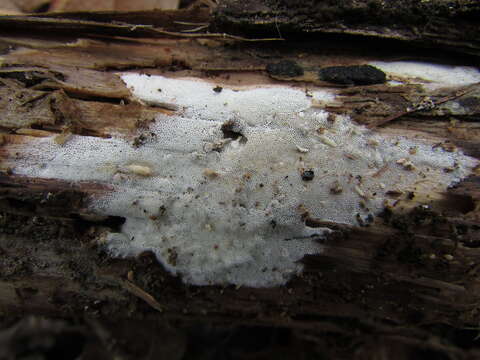 Image of Sidera vulgaris (Fr.) Miettinen 2011