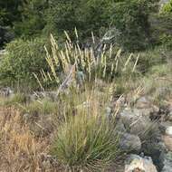 Image of serpentine reedgrass