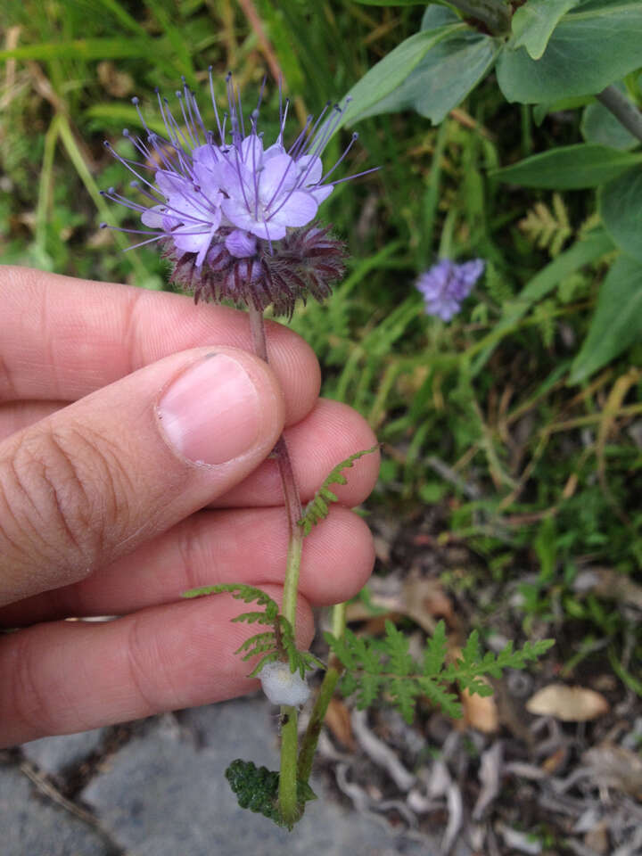 Image de Phacélie à feuilles de tanaisie