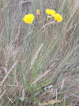 Image of field sowthistle