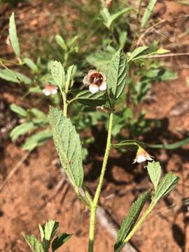 Plancia ëd Hermannia glanduligera K. Schum ex Schinz