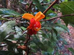 Image of Dichapetalum papuanum (Becc.) Boerl.