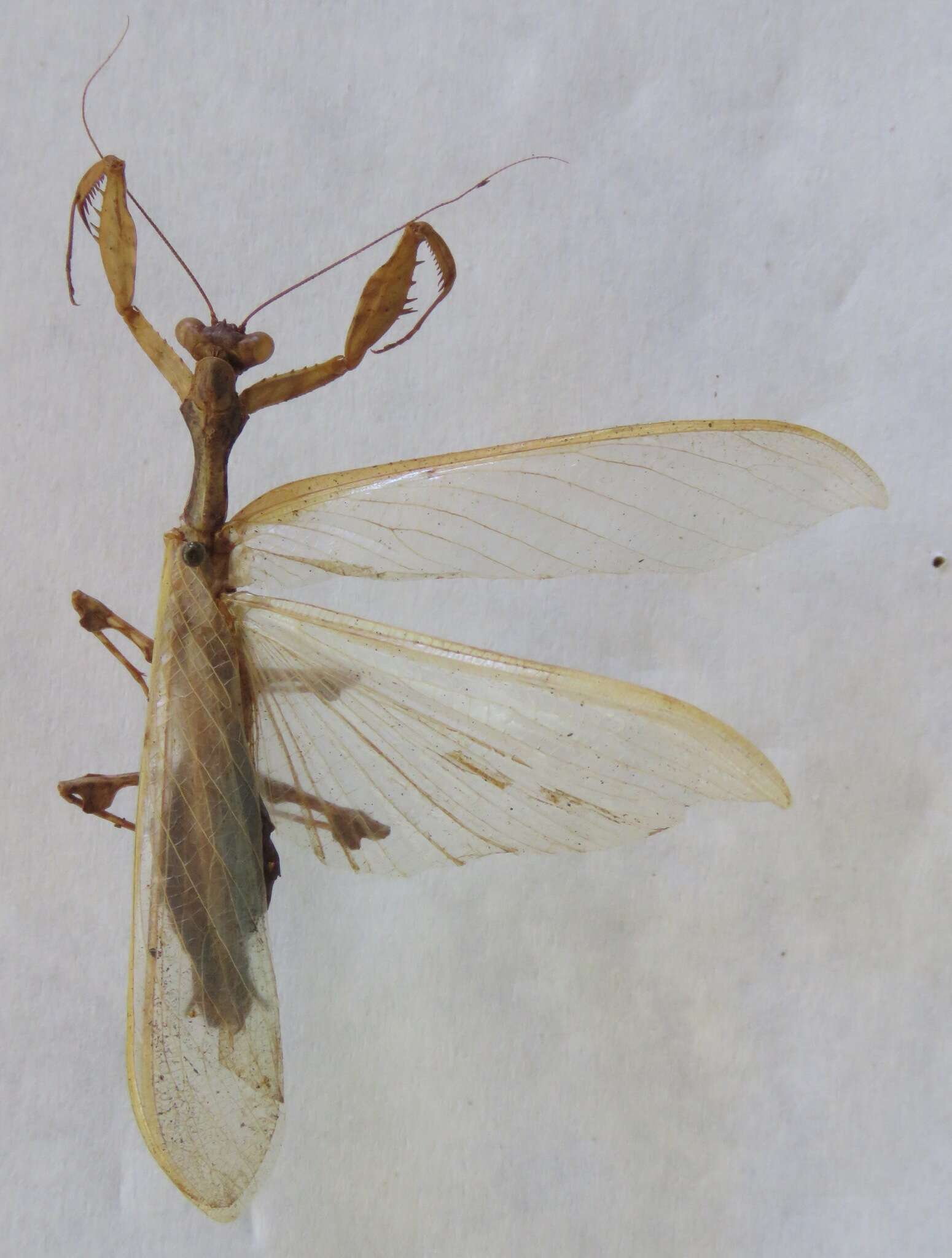 Image of Antemna rapax Stal 1877