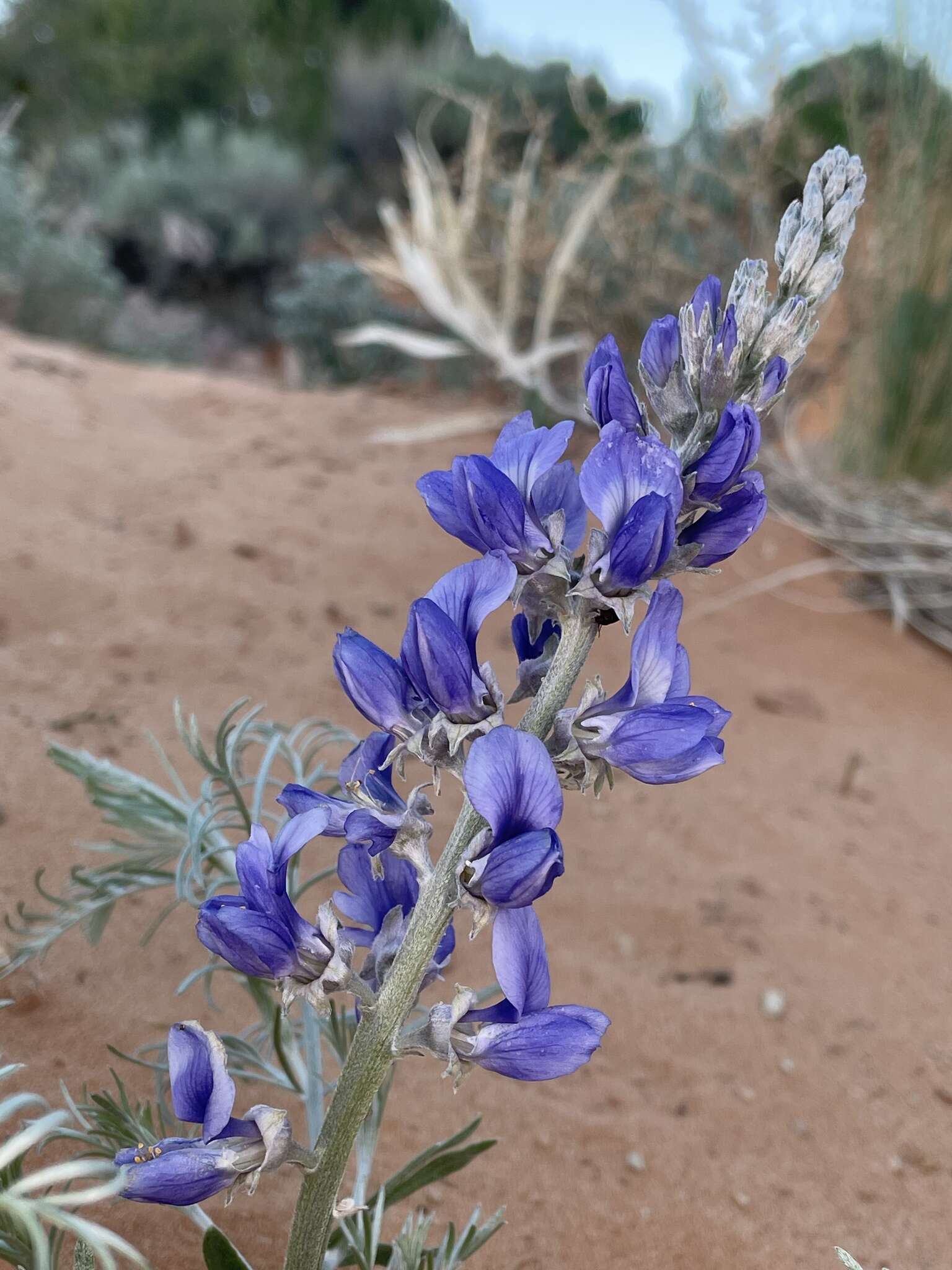 Слика од Sophora stenophylla A. Gray