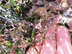 Image of Erica arachnocalyx E. G. H. Oliver