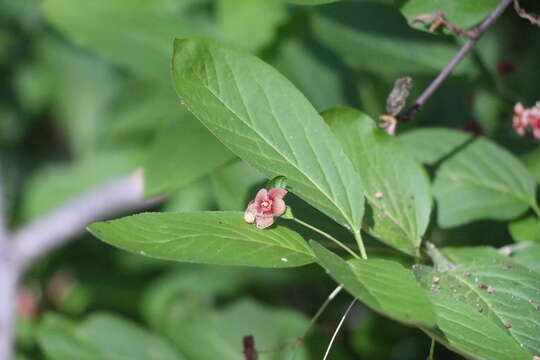 Imagem de Euonymus occidentalis subsp. parishii (Trelease) R. M. Beauchamp