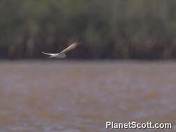 Image of Saunders's tern