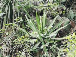 Image of Agave difformis A. Berger