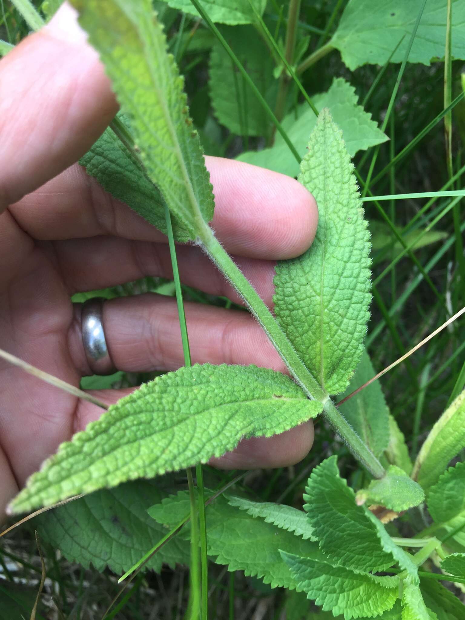 Image de Stachys pilosa var. pilosa