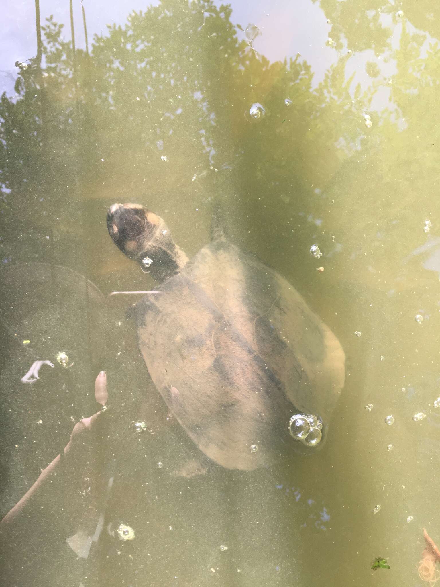 Image of black marsh turtle