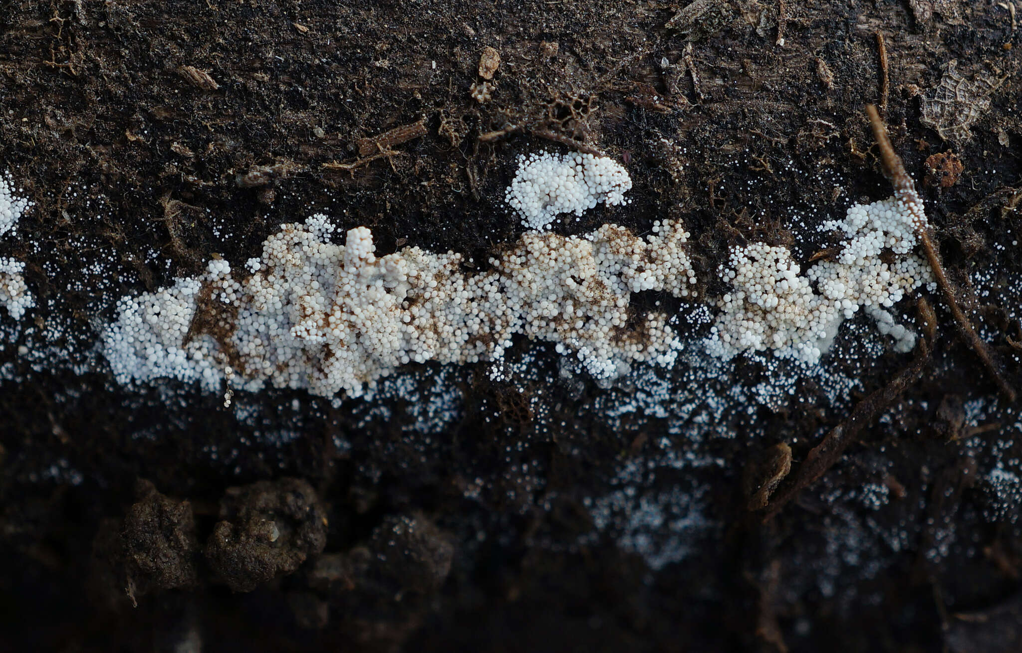 Image of Bulbillomyces