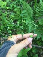 Andersonglossum boreale (Fernald) J. I. Cohen的圖片