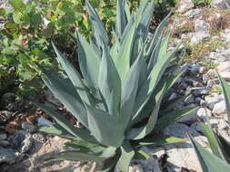 Image of Agave braceana Trel.