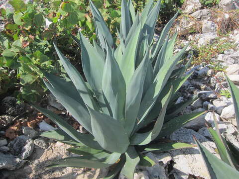 صورة Agave braceana Trel.