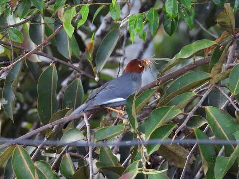 Image of Chestnut-hooded Laughingthrush