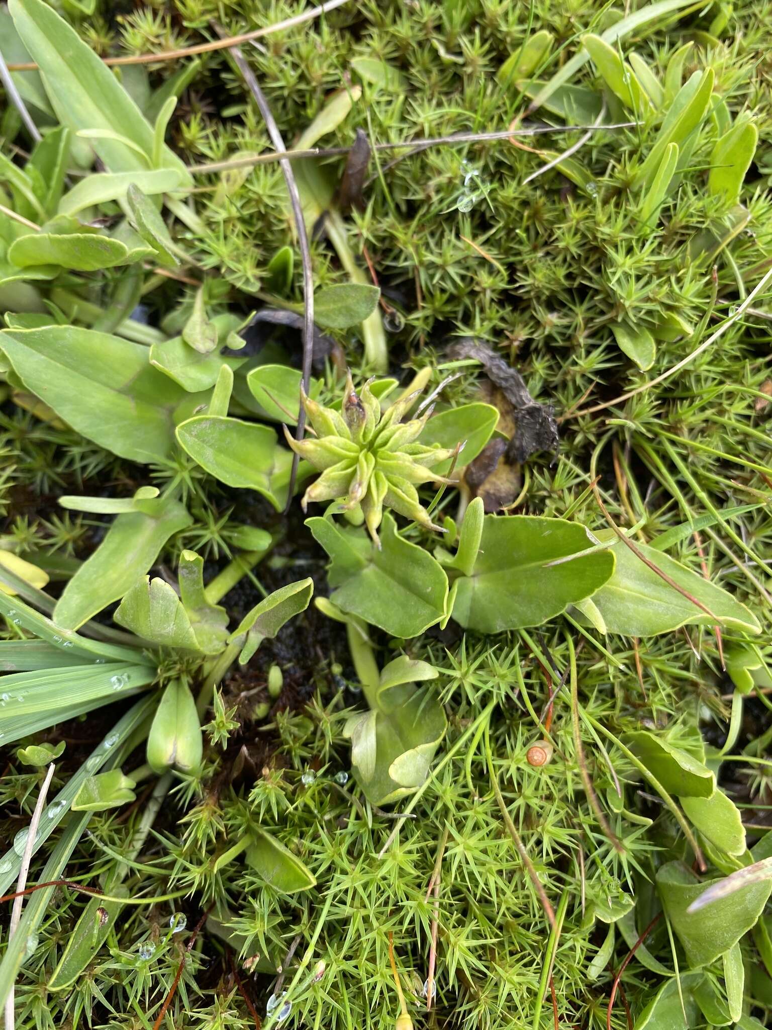 Caltha introloba F. Müll. resmi