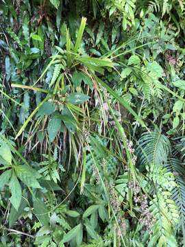 Image of Carex cruciata Wahlenb.