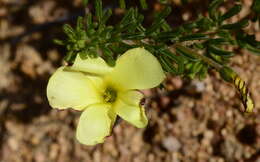 Image of Oxalis crocea Salter