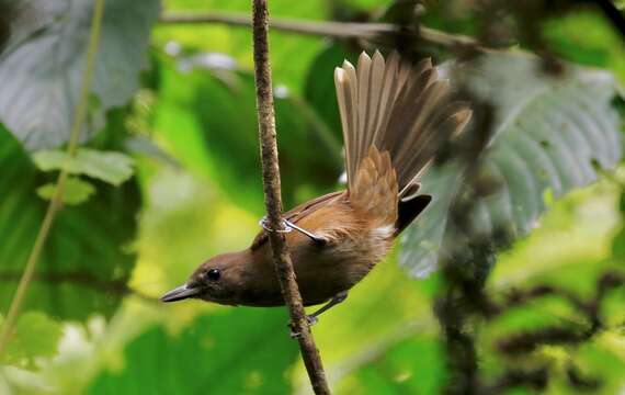 Image of Shrikebill