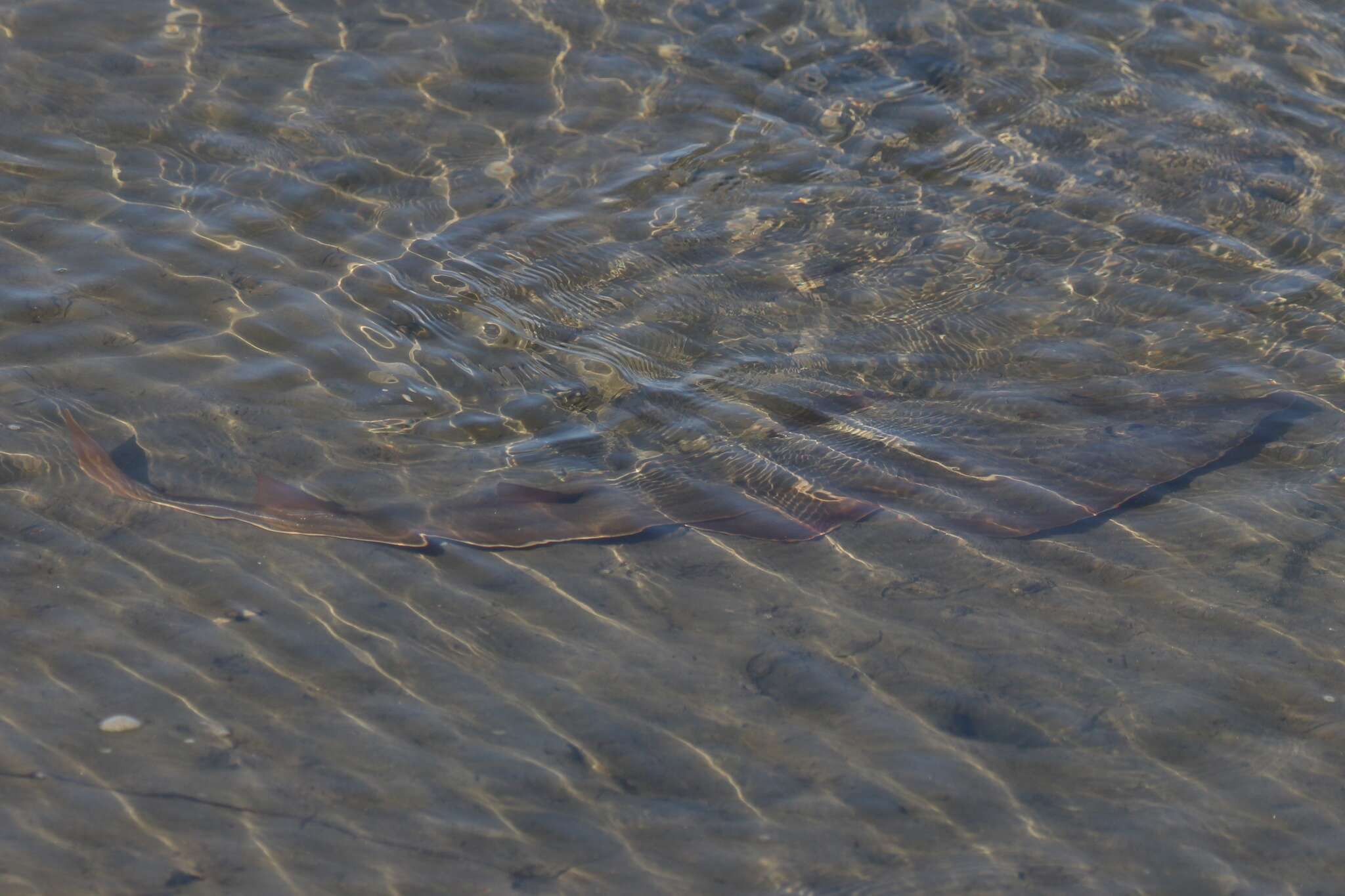 Image of Guitarfish