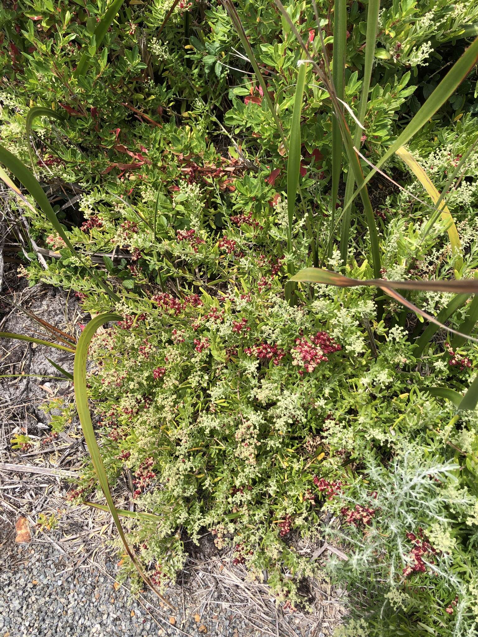 Sivun Chenopodium baccatum Labill. kuva