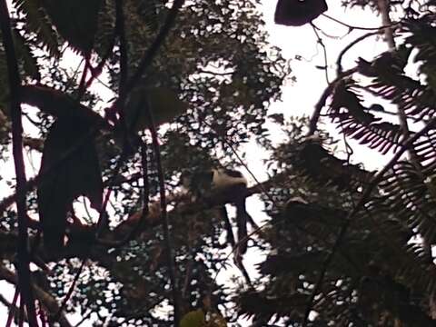 Image of Hill's ruffed lemur