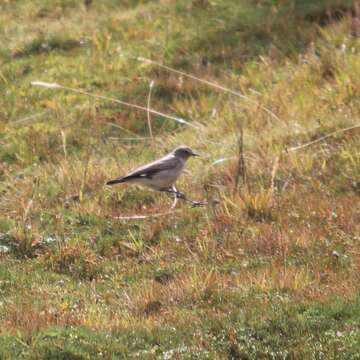 Image of Plain-capped Ground Tyrant