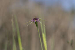 Image of Tragopogon coelesyriacus Boiss.