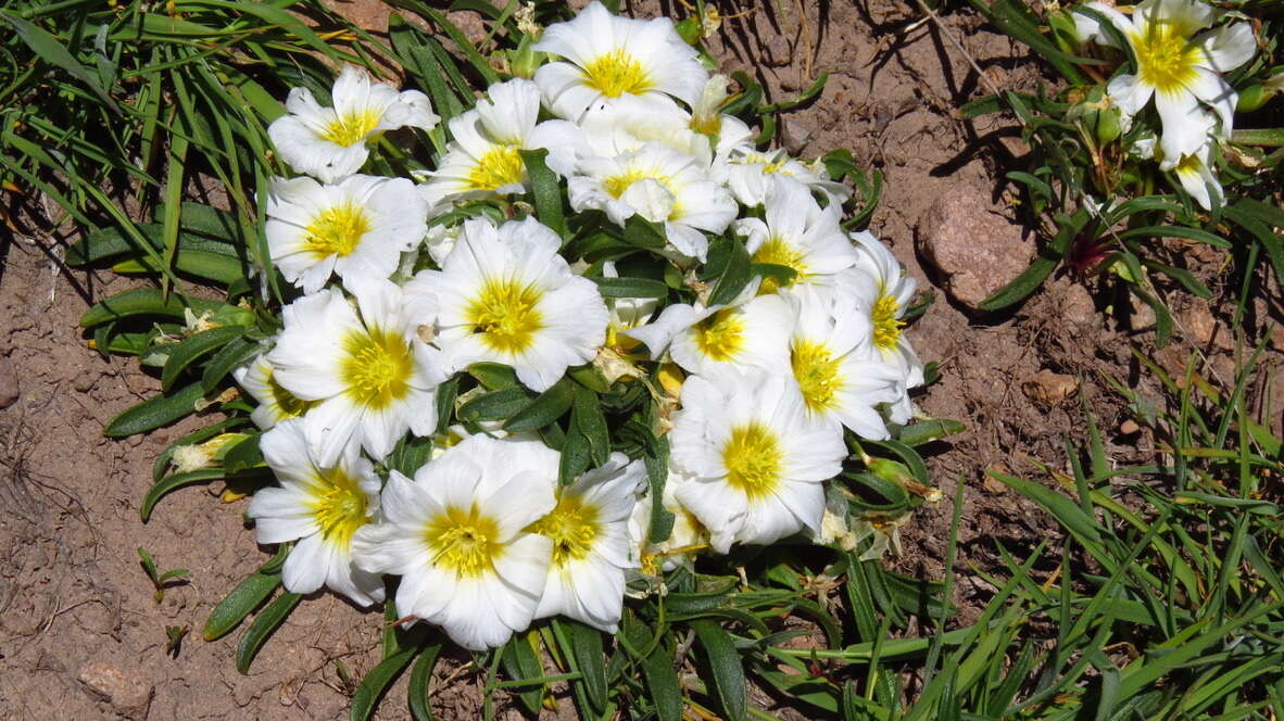 Image of Calandrinia affinis Gill. ex Arn.